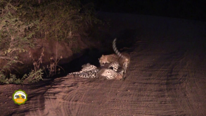 Leopard couple playing on the road !