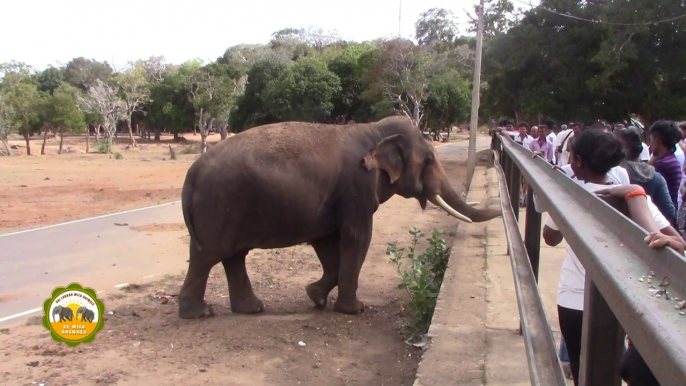 Massive wild tusker waiting for food !