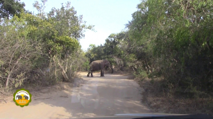 Massive tusker & elephant at the Yala national park !