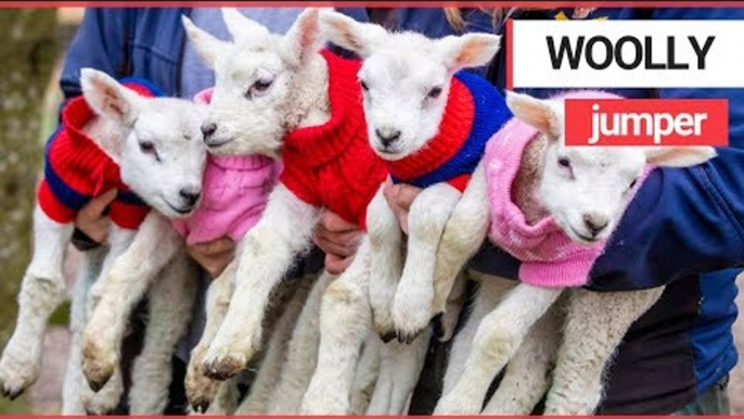 Five newborn lambs dressed in woolly jumpers to keep them warm | SWNS TV