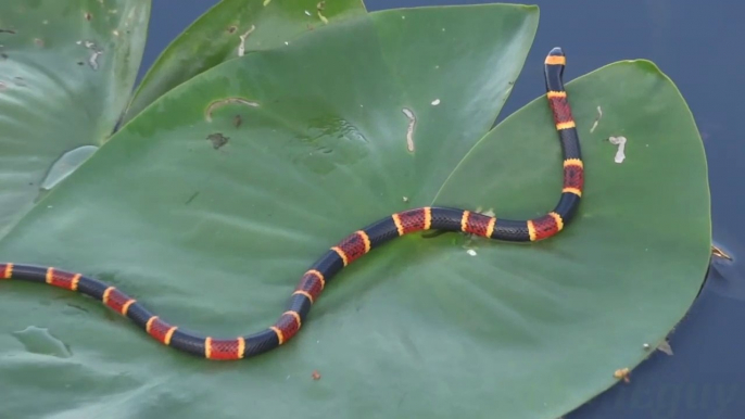 Voici le serpent le plus dangereux et venimeux du monde : serpent corail