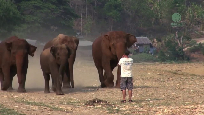 Cet homme appelle ses éléphants qui rappliquent à toute vitesse...