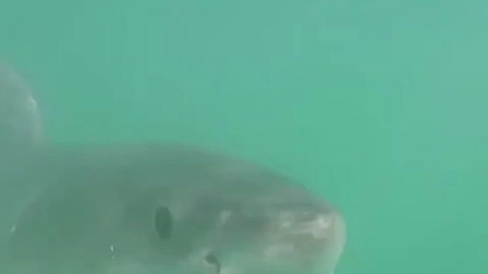 Un grand requin blanc menace un  plongeur ! Terrifiant