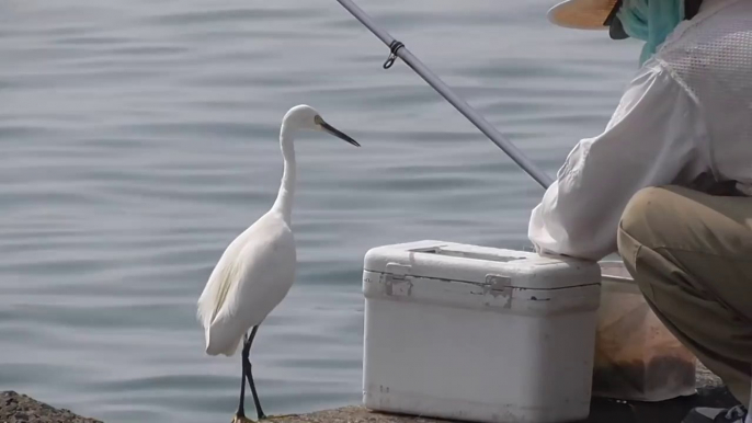 Cet oiseau vient demander du poisson à un pêcheur... Adorable