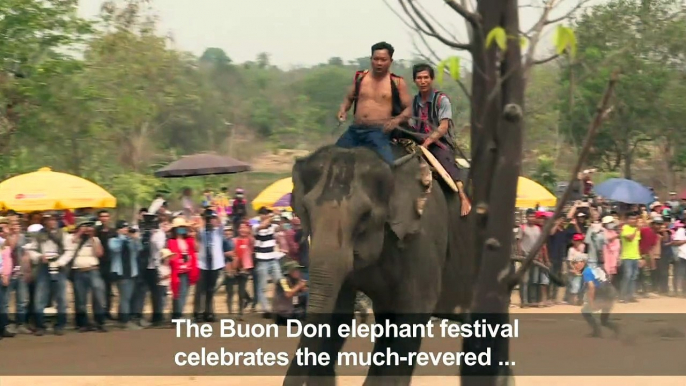 Vietnam's elephant race draws cheers, and critics