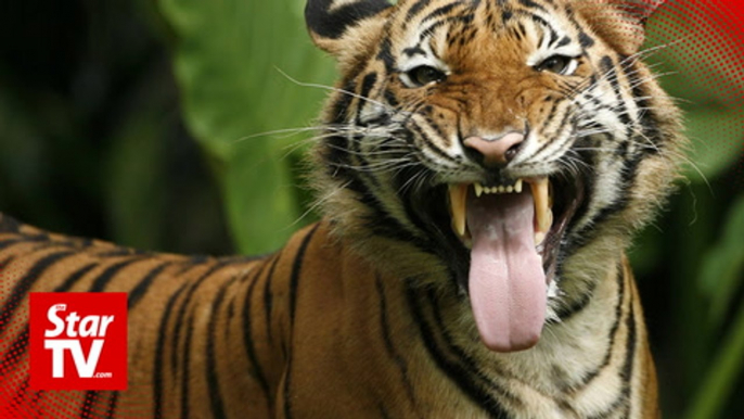 Ops Belang: A mission to save Harimau Malaya