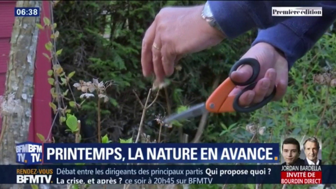 Les arbres fruitiers ont fleuri en avance, quelques conseils pour protéger vos plantes