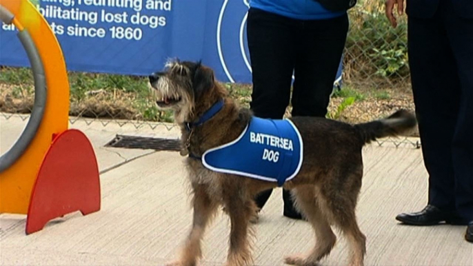 Dogs and Cats Home Celebrates 1000th Volunteer