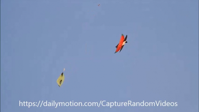 Kite Fighting Moments 2019 | Basant Festival Pakistan |