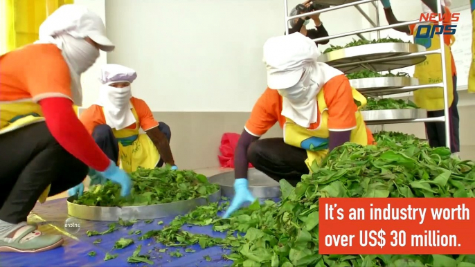 How Thailand Became The World's 4th Largest Tea Exporter