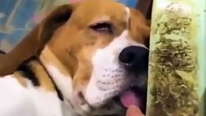 Quand on tire la langue d'un chien endormi, voici ce que ça donne. Hilarant !