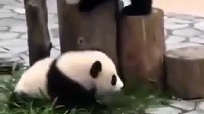 Les pandas sont trop adorables. Cette compilation va vous redonner le sourire !