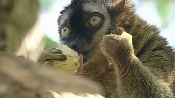 Animales del Bioparc combaten el calor con helados