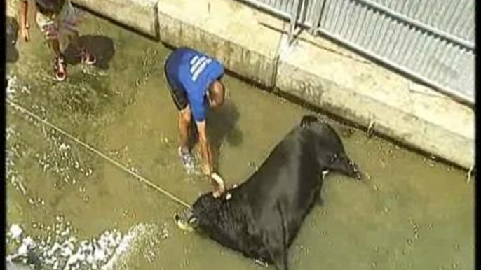 Los defensores de los animales piden el fin de los "bous a la mar" de Denia (Alicante)