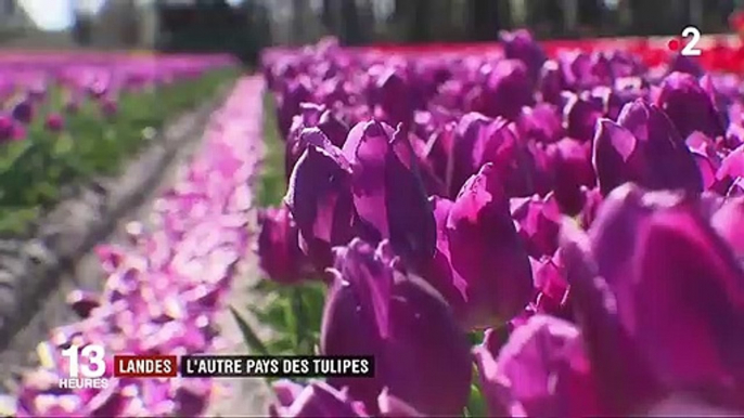 Landes : l'autre pays des tulipes