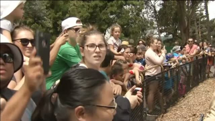 Los bomberos refrescan a los elefantes del zoo de Oakland