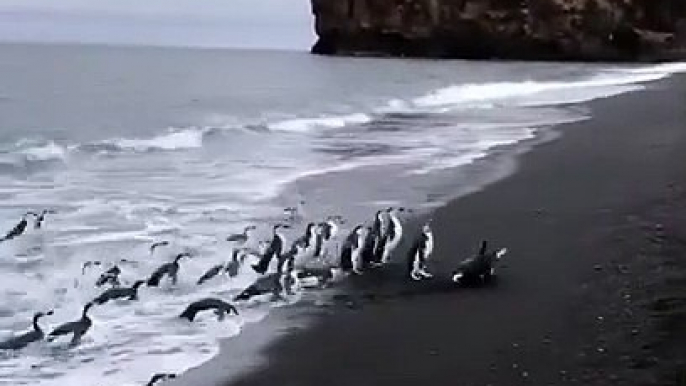 Débarquement d'un groupe de pingouins sur la plage façon seconde guerre mondiale