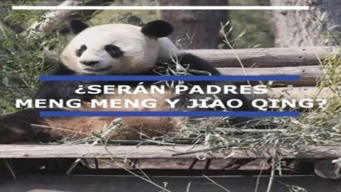 Una pareja de osos panda podría ser la primera en tener una cría en Alemania