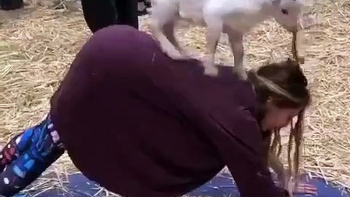 Quand une chèvre se met au yoga, voici ce que ça donne. Trop drôle !