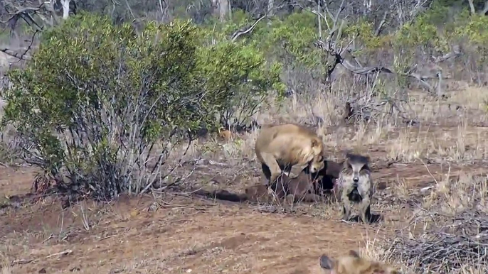 'Laughing' hyenas attempt to steal a pride of Lions' kill