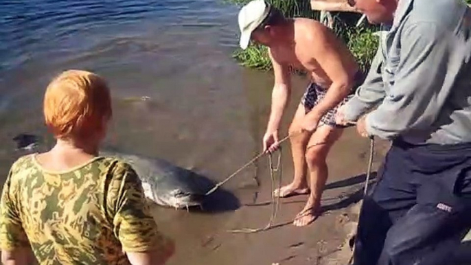 Ils sortent un énorme silure de la rivière... Gros poisson