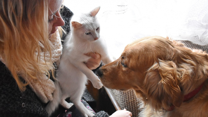 Survey says dog owners are happier than cat owners