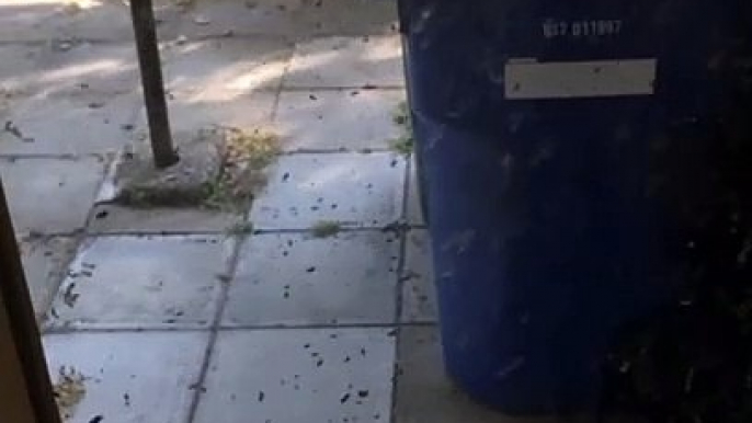 Il oublie du miel dans le garage et se retrouve avec des milliers d'abeilles à l'interieur