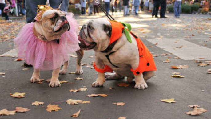 Halloween Kostüme für Hund oder Katze