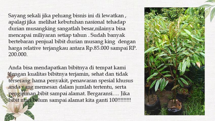 CEPAT BERBUAH .! HP/WA : 0822-2022-8118,  Jual Bibit Durian Lay di Grobogan, Jual Bibit Durian Unggul di Jepara