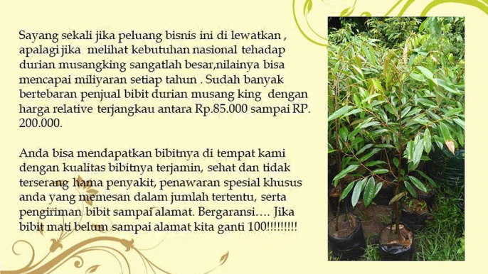 CEPAT BERBUAH .! HP/WA : 0822-2022-8118,  Jual Pohon Durian Lai di Pekalongan, Jual Pohon Durian Lay di Salatiga