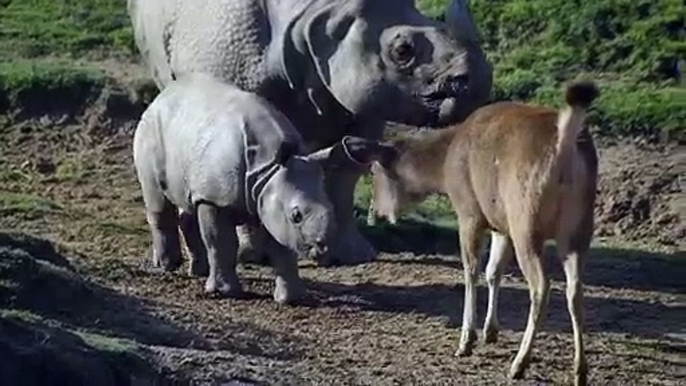 Ce bébé rhinocéros découvre le monde et c'est trop mignon