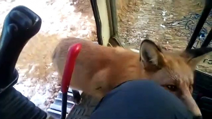 Un renard sauvage vient demander à manger à un ouvrier... Pas si sauvage