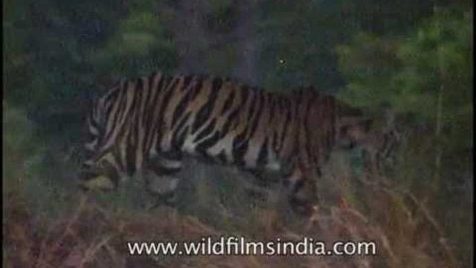 Two tigress resting under a tree, Kanha Park!