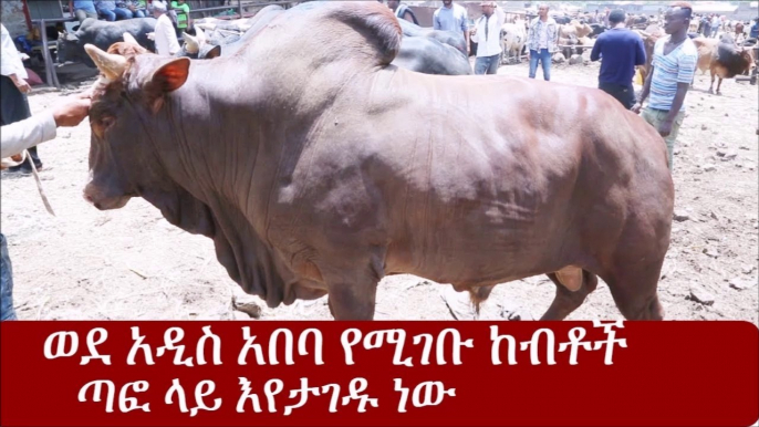 Ethiopia ወደ አዲስ አበባ የሚገቡ ከብቶች ጣፎ ላይ እየታገዱ ነው   Addis Ababa