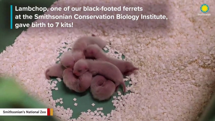 Behold This Adorable Litter Of 7 Black-Footed Ferret Kits