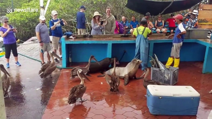 Sea lions, pelicans and iguanas wait in line at fish market on the Galapagos Islands