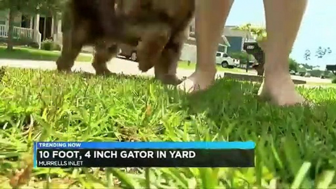 South Carolina Woman Finds 10 Foot Alligator In Her Yard