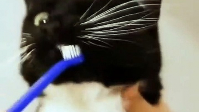 Quand un chaton se fait brosser les dents, voici ce que ça donne. Hilarant !