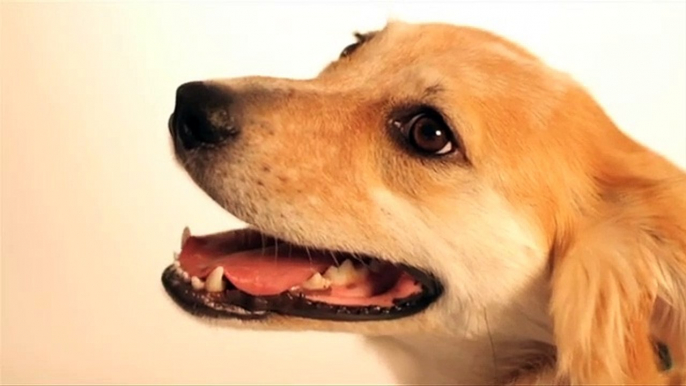 Beautiful dogs video for dog lover cute dogs
