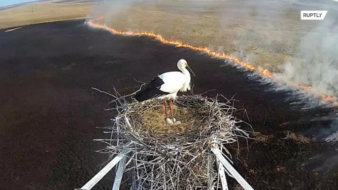 Bird's-eye view! CCTV captures rare stork's nest as fire sweeps through Amur region