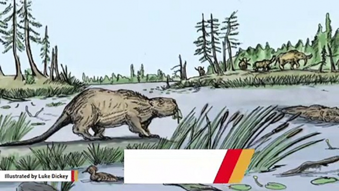 Giant Beavers Roamed Earth Thousands Of Years Ago