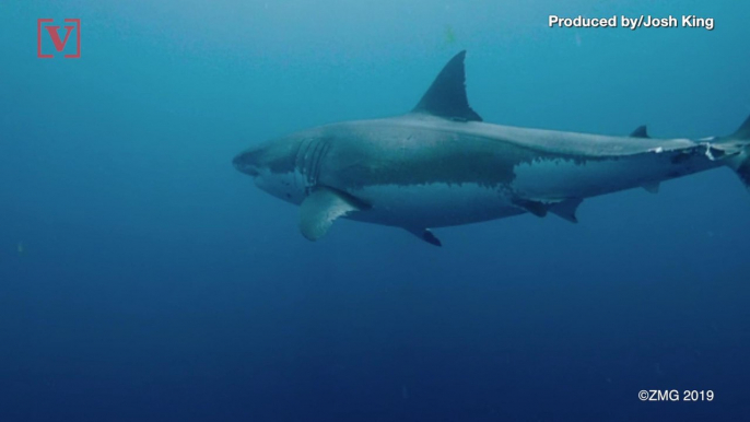 Great White Sharks Have Been Spotted Off The Coasts of Georgia, Florida and the Carolinas