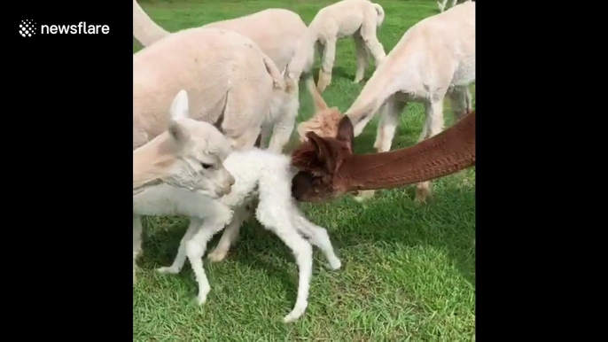 Baby alpaca first steps an hour after being born on Tennessee farm