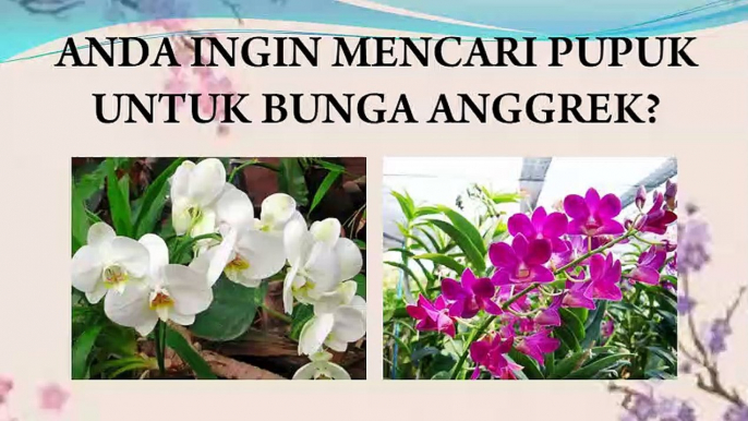 JUAL Pupuk Untuk Anggrek Agar Rajin Berbunga Di Batang, HP/WA : 0822-2022-8118