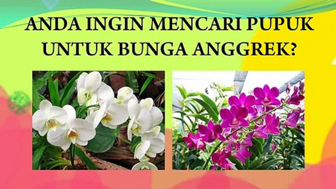 JUAL Pupuk Untuk Anggrek Bulan Di Blora, HP/WA : 0822-2022-8118