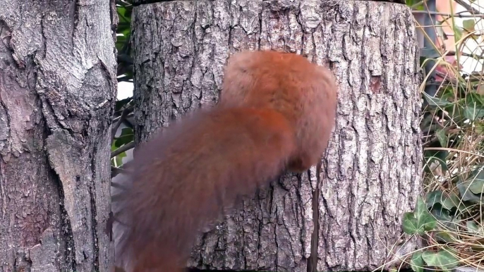 Cet écureuil adorable se fait un nid douillet