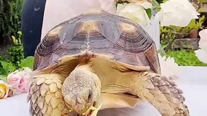 Quand une tortue déguste une splendide rose, voici ce que ça donne !