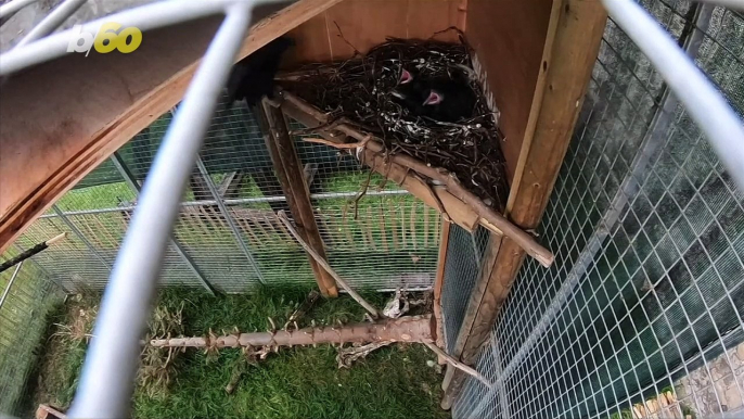 Ravin’ Ravens! Bird Expert Brings Home 3 Ravens Born At The Tower of London!