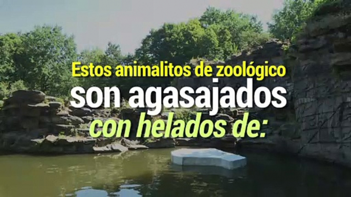 Internacional |  Zoológicos ofrecen helados de verduras para "la calor"