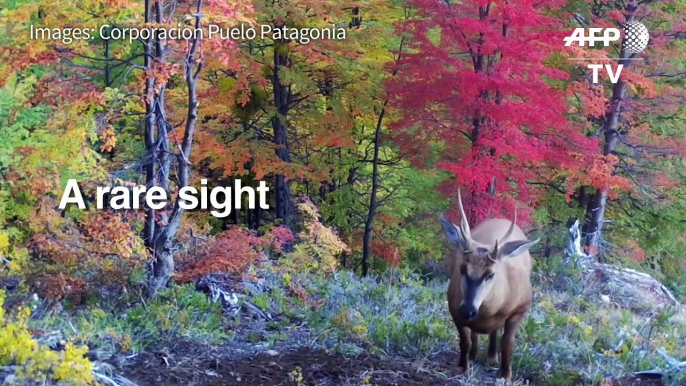 Scientists capture images of endangered South Andean deer